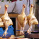 Registra el pollo incremento de 4.12% en un mes