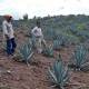 Investiga Ángel Saúl variaciones de precios de agaves mezcaleros