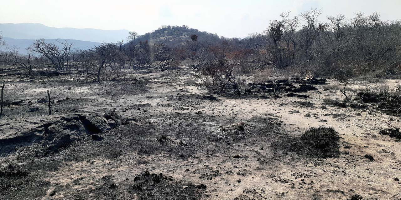 Foto: De Mitla Mágico // Así quedó el área afectada por el fuego en inmediaciones del valle de Tlacolula-Yagul.