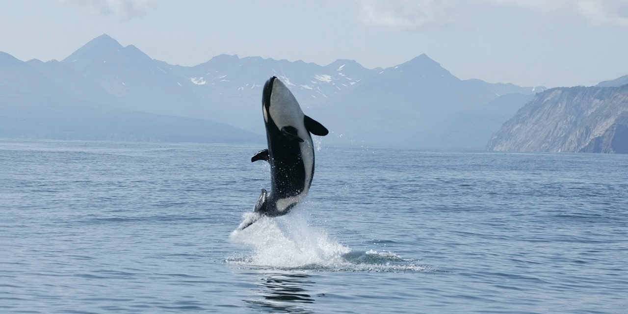 VIDEO: Multan a hombre en Nueva Zelanda por intento “Estúpido” de tocar una orca | El Imparcial de Oaxaca