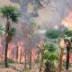 Devasta incendio más de mil hectáreas en Candelaria Loxicha