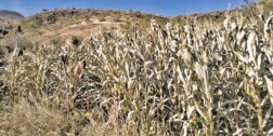 Foto: archivo // La prolongada sequía ha impactado los cultivos de maíz y frijol, principalmente en la región de los Valles Centrales, Mixteca y Costa.