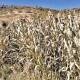 Impacta sequía cultivos de maíz y frijol; riego, pide Sefader