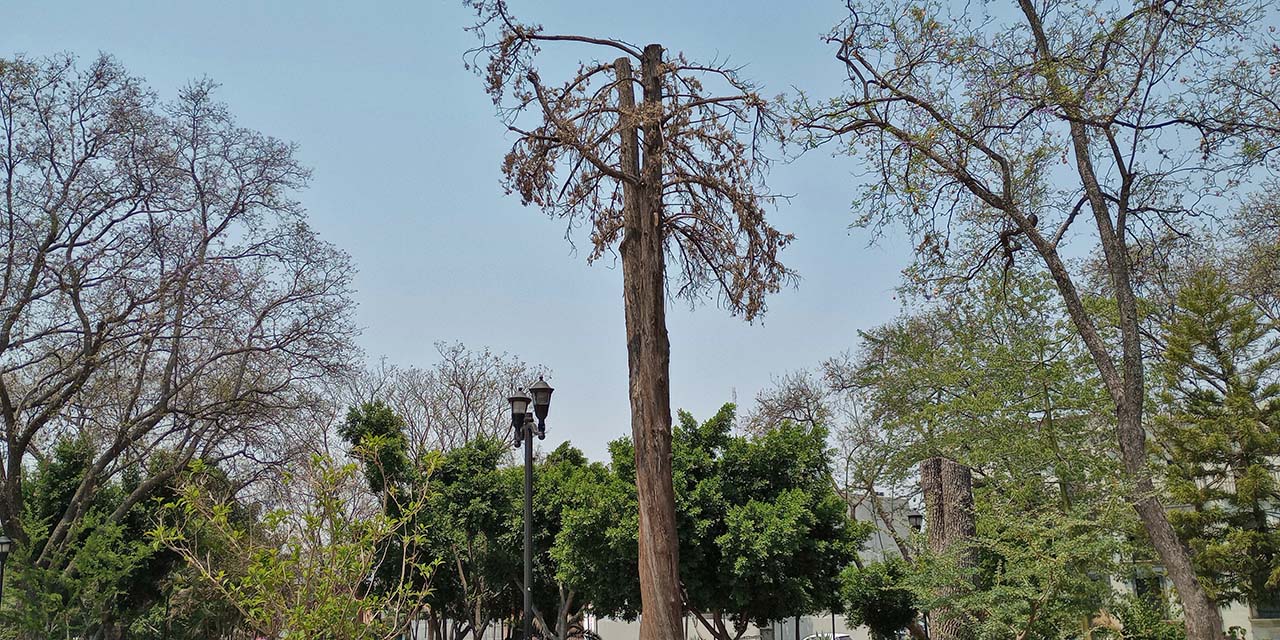 Foto: Lisbeth Mejía Reyes // Los árboles afectados en el paseo Juárez El Llano.