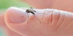Foto: internet – ilustrativa // Aumentan nuevos casos de dengue con signos.