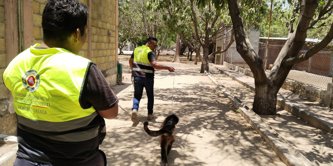 Capturan a monos arañas sueltos en Juchitán | El Imparcial de Oaxaca