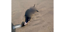 Hallan a delfín muerto en Playa Abierta de Salina Cruz