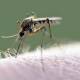 Por recientes lluvias, advierten repunte de casos de dengue