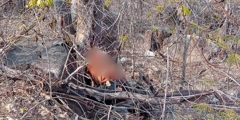 Investigan hallazgo de cadáver putrefacto de un hombre en un árbol | El Imparcial de Oaxaca