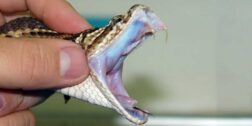 Foto: internet – ilustrativa // De acuerdo a la OMS, las mordeduras de serpientes son un problema de salud pública desatendido en muchos países tropicales y subtropicales.