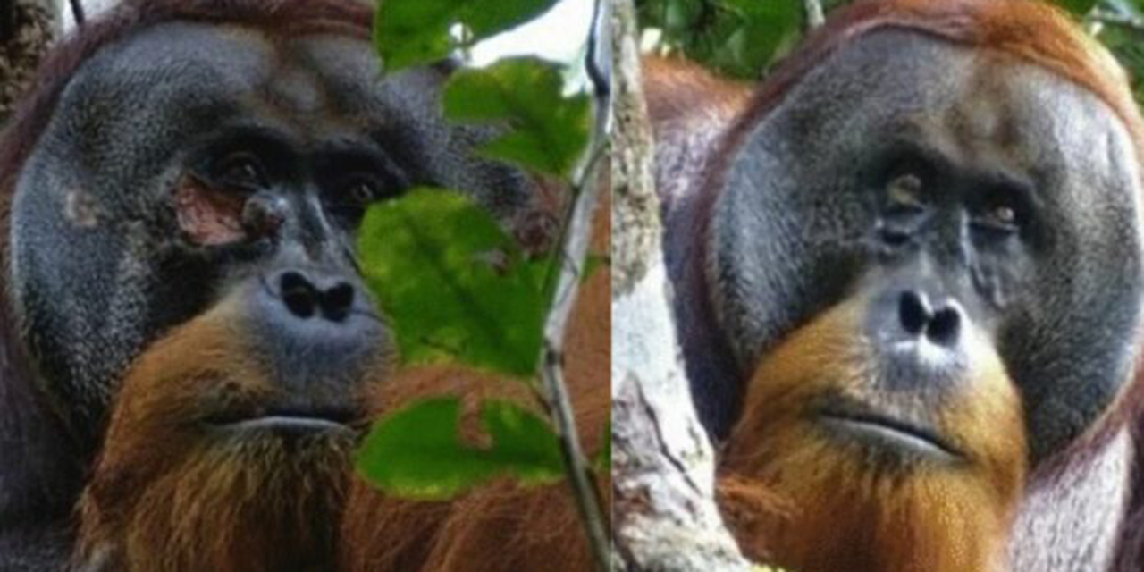 Rakus, el orangután que usó una planta medicinal para tratarse una herida | El Imparcial de Oaxaca