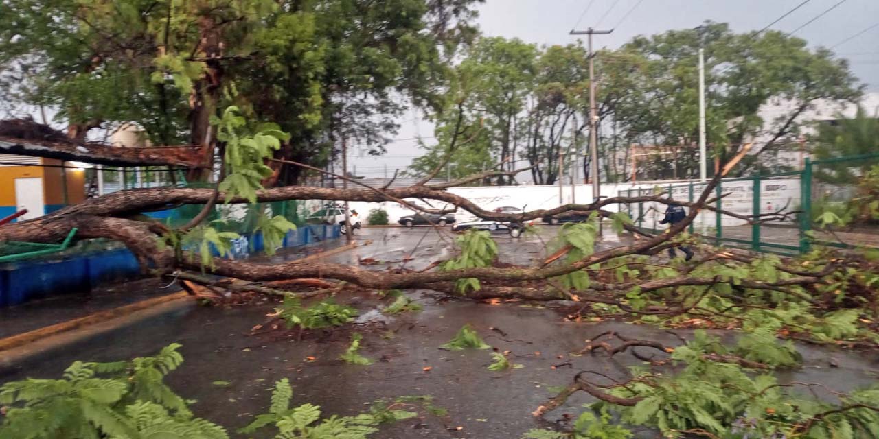 Foto: cortesía // Se reportan la caída de al menos cuatro árboles.