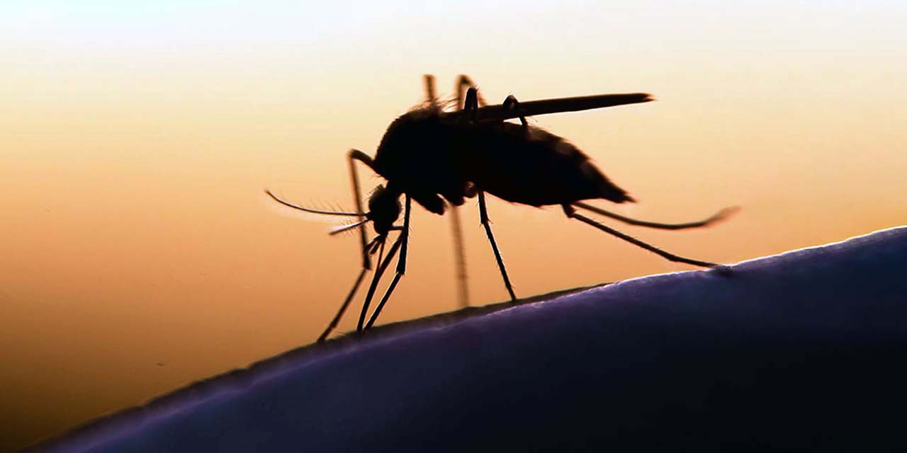 Foto: ilustrativa // En la entidad, todos los casos de paludismo han sido reportados en la región del Istmo de Tehuantepec.