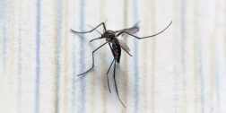 Foto: internet – ilustrativa // Se reporta un aumento en un 300% de casos por dengue en este año, comparado con el 2023, según los SSO.