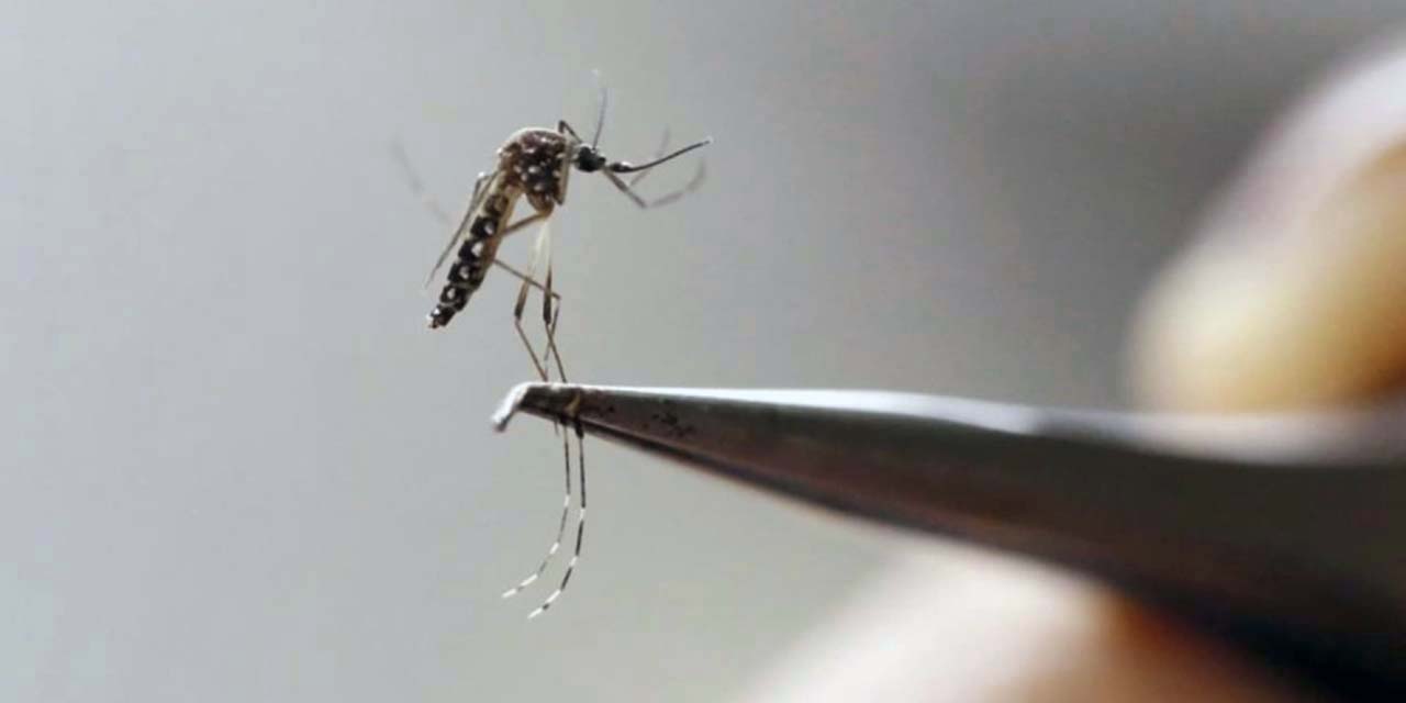 Foto: ilustrativa // Entre los síntomas del dengue se encuentran la fiebre, dolor de cabeza, articulaciones, exantemas o vómito moderado.