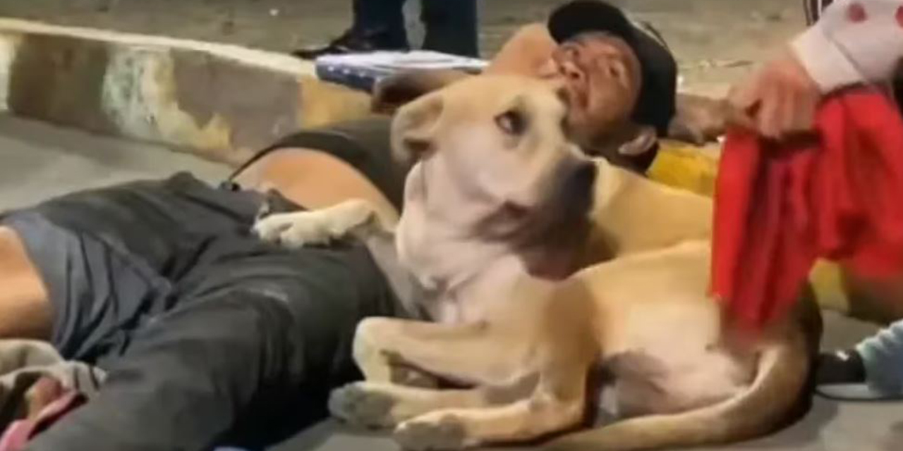 VIDEO: Perro acompaña a su dueño tras sef atropellado en Ciudad de México | El Imparcial de Oaxaca