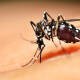 Repunta el dengue; suspenden clases en San Antonio de la Cal