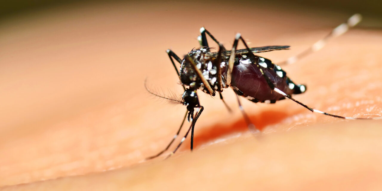 Foto: Depositphotos // Aumenta exponencialmente los nuevos casos de dengue en la entidad.