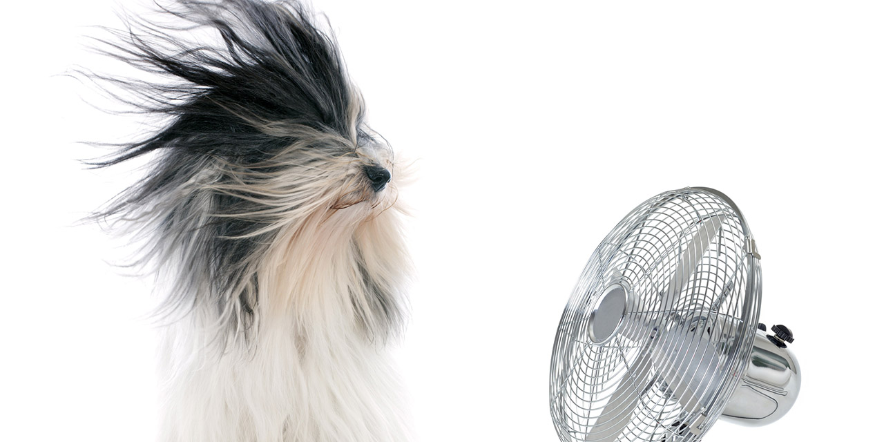 Estos son los MEJORES ventiladores del mercado según PROFECO