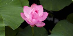 Flor de loto, una de las plantas que traen suerte y buena vibra