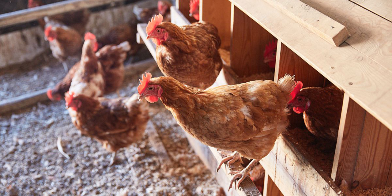 Mueren 2 mil gallinas diarias por altas temperaturas en Yucatán | El Imparcial de Oaxaca