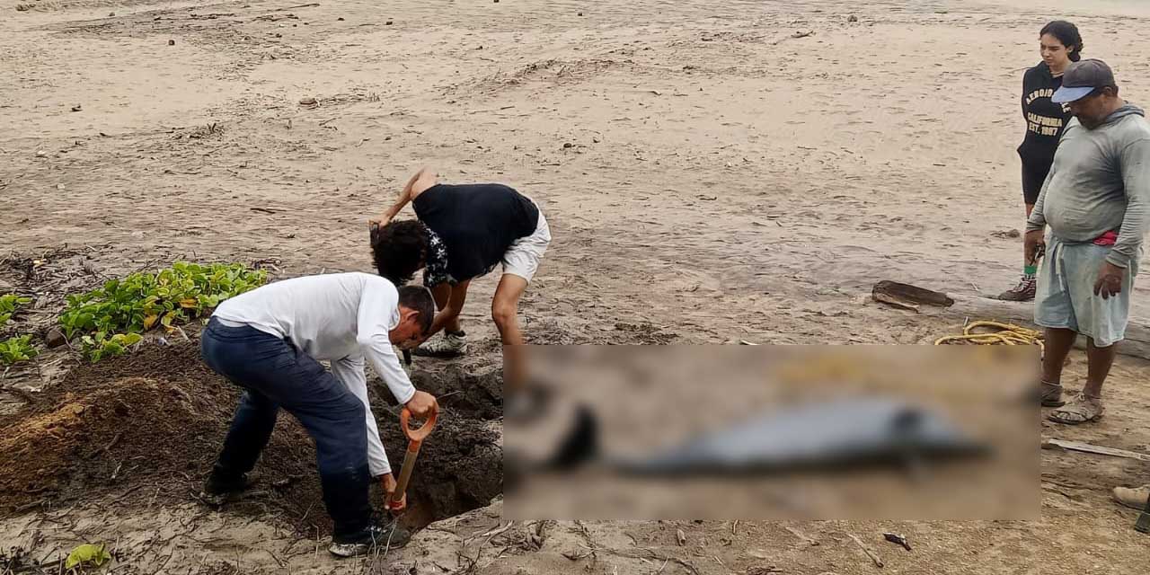 ¡Tragedia ambiental en la Costa! Muere delfín moteado al quedar atrapado en redes de pesca  | El Imparcial de Oaxaca