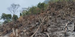 Labriegos mazatecos queman sus terrenos para sembrar cultivos básicos, poniendo en peligro la flora y fauna.