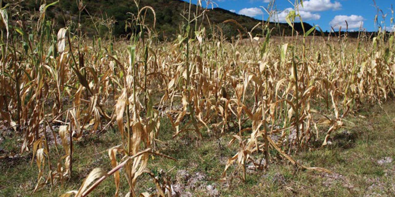 Foto: Archivo El Imparcial // La producción de maíz y frijol en varias zonas de temporal aún están a tiempo de comenzar, dado que las lluvias recién inician.