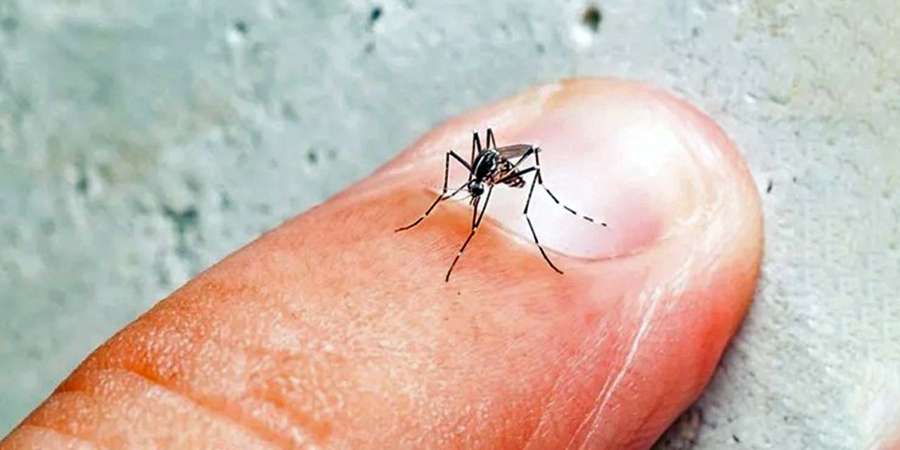 Foto: internet – ilustrativa // A la fecha la entidad acumula 283 confirmados de dengue en lo que va del año.