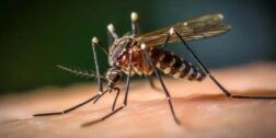 Foto: internet – ilustrativa // La Secretaría de Salud federal analiza 11 muertes para descartar o confirmar el dengue.