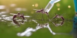 Foto: internet – ilustrativa // Oaxaca cuenta con los diferentes serotipos del dengue identificados en el país con mayor presencia en municipios de Valles Centrales, Istmo de Tehuantepec y Costa.