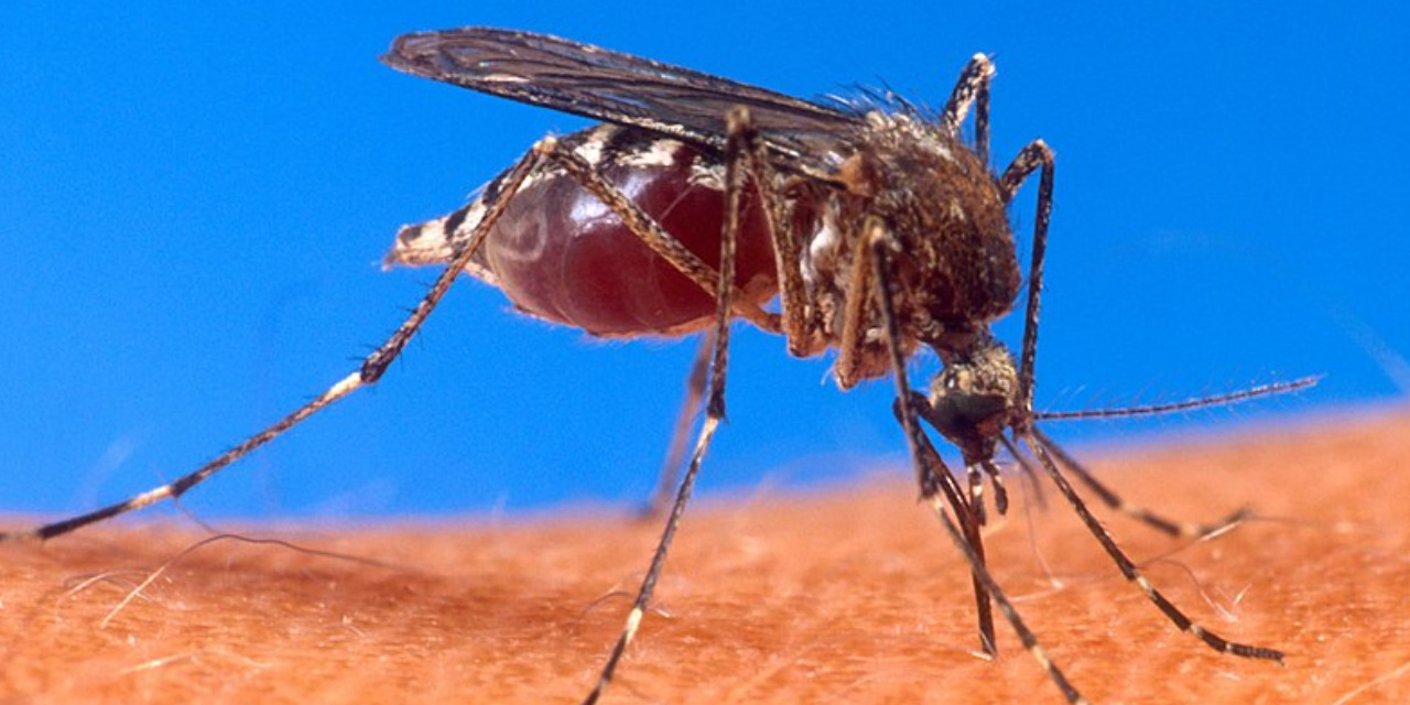 América: El Continente más afectado por el dengue