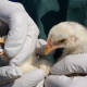 Primera muerte por gripe aviar AH5N2 en México confirmada por la OMS