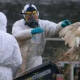 Niegan riesgos por posible gripe aviar