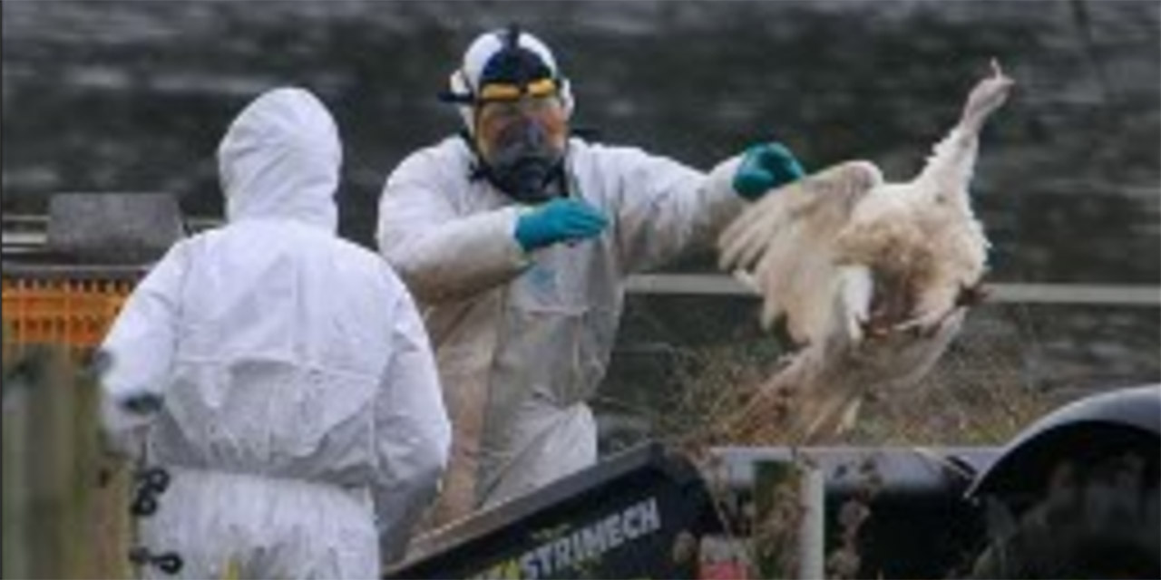 Niegan riesgos por posible gripe aviar | El Imparcial de Oaxaca