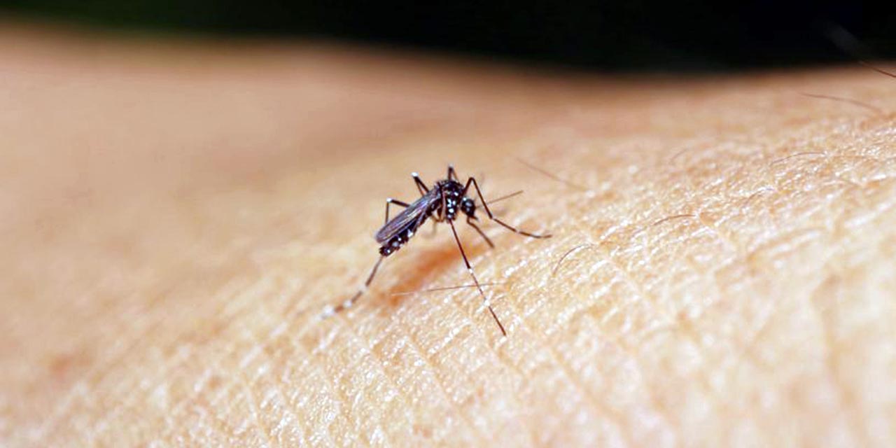 Foto: ilustrativa // Oaxaca, con 5,332 casos probables de dengue.