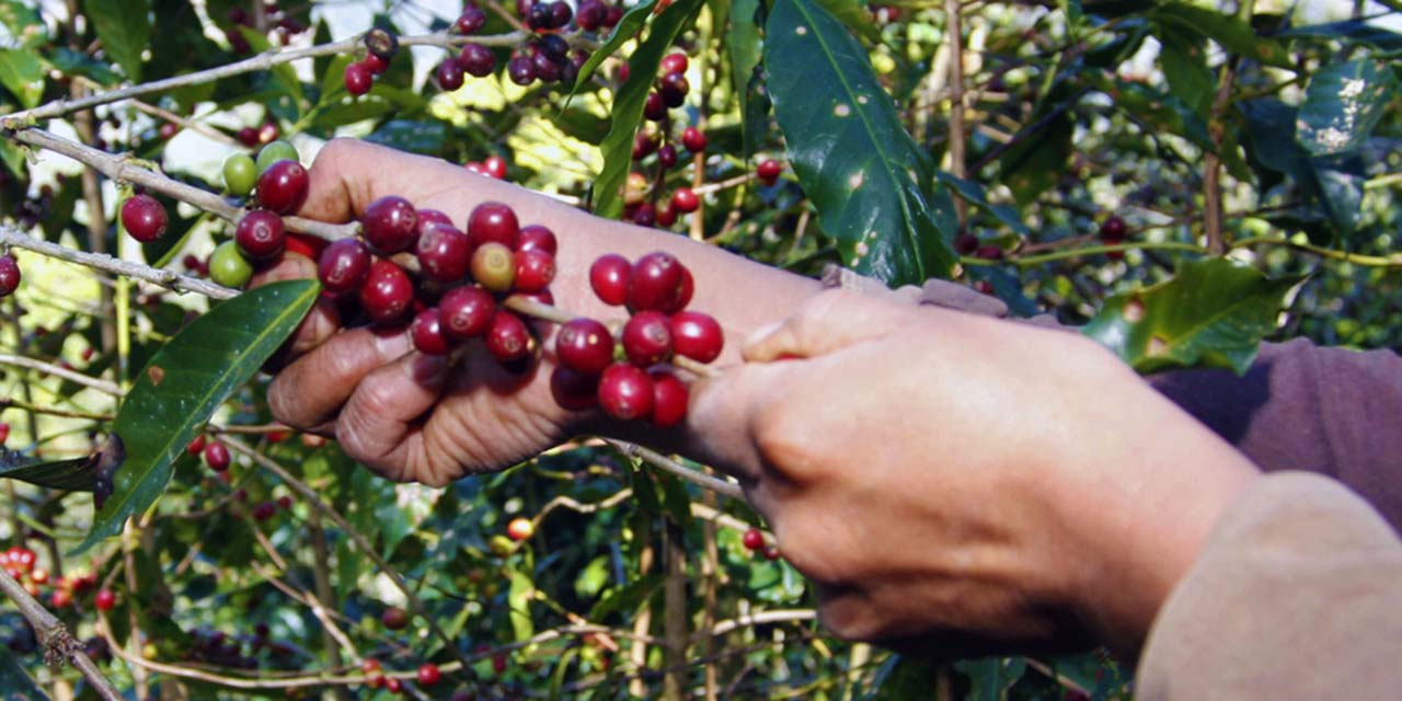 Foto: Luis Alberto Cruz – archivo // El café oaxaqueño, de los productos más exportados.