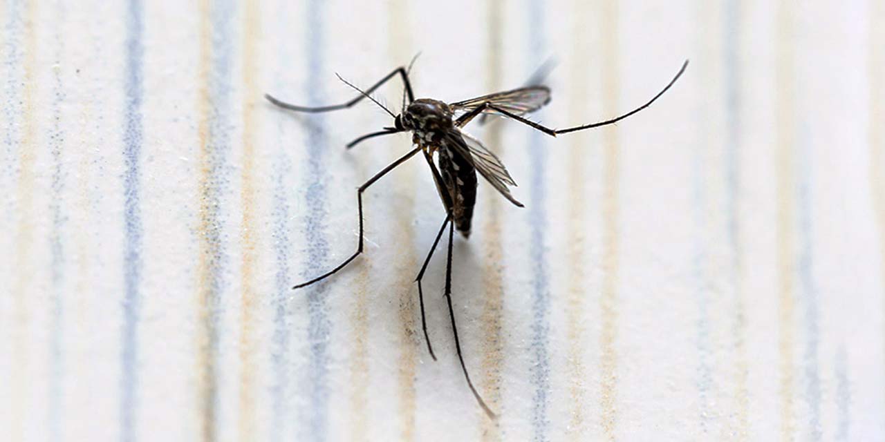 Foto: internet – ilustrativa // Hasta el momento, la Secretaría de salud federal ha descartado el dengue en 15 decesos en Oaxaca.