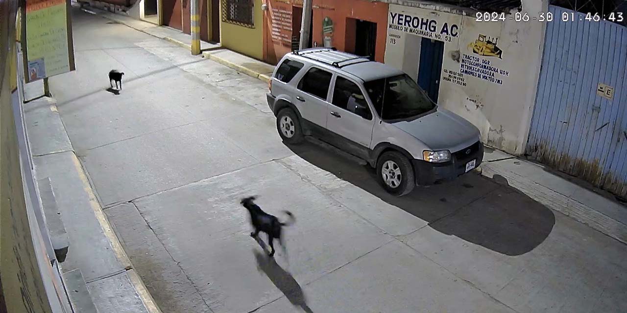 Los canes responsables de la caída de los motociclistas habitan la calle de Zaragoza.