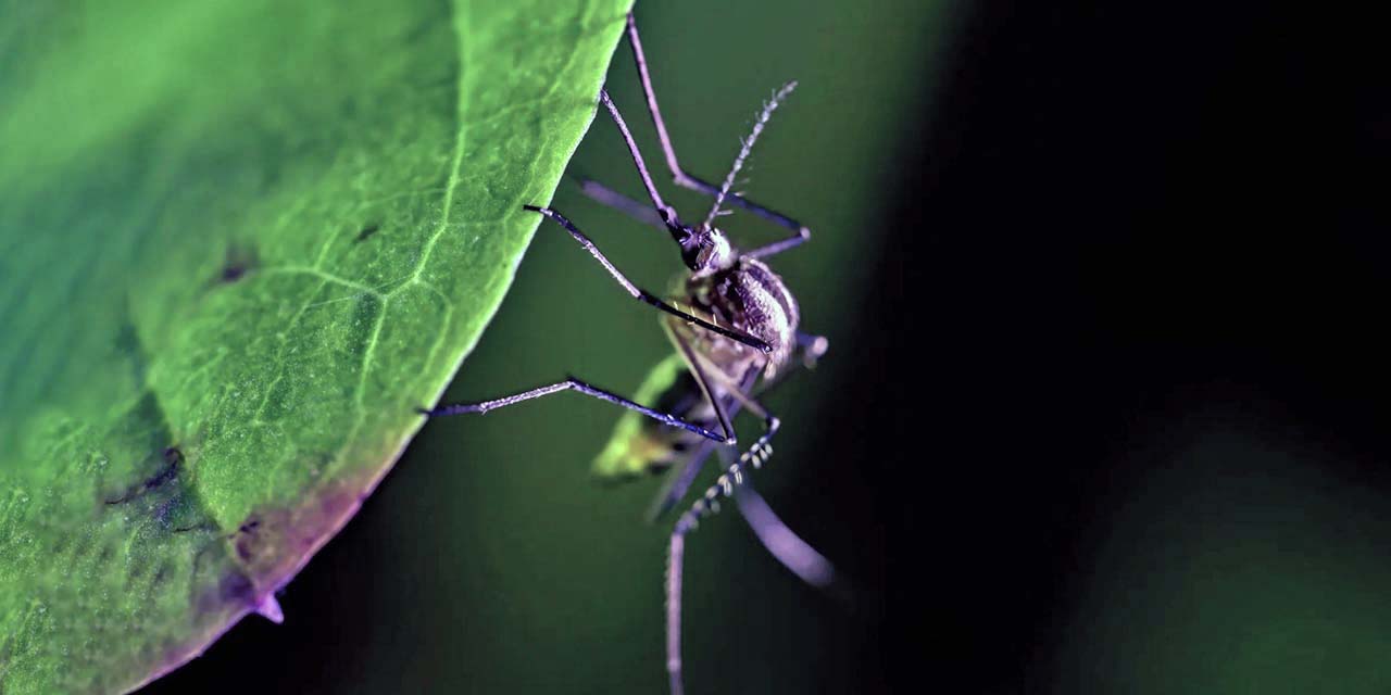 No hay reporte oficial de nuevos decesos confirmados por dengue.