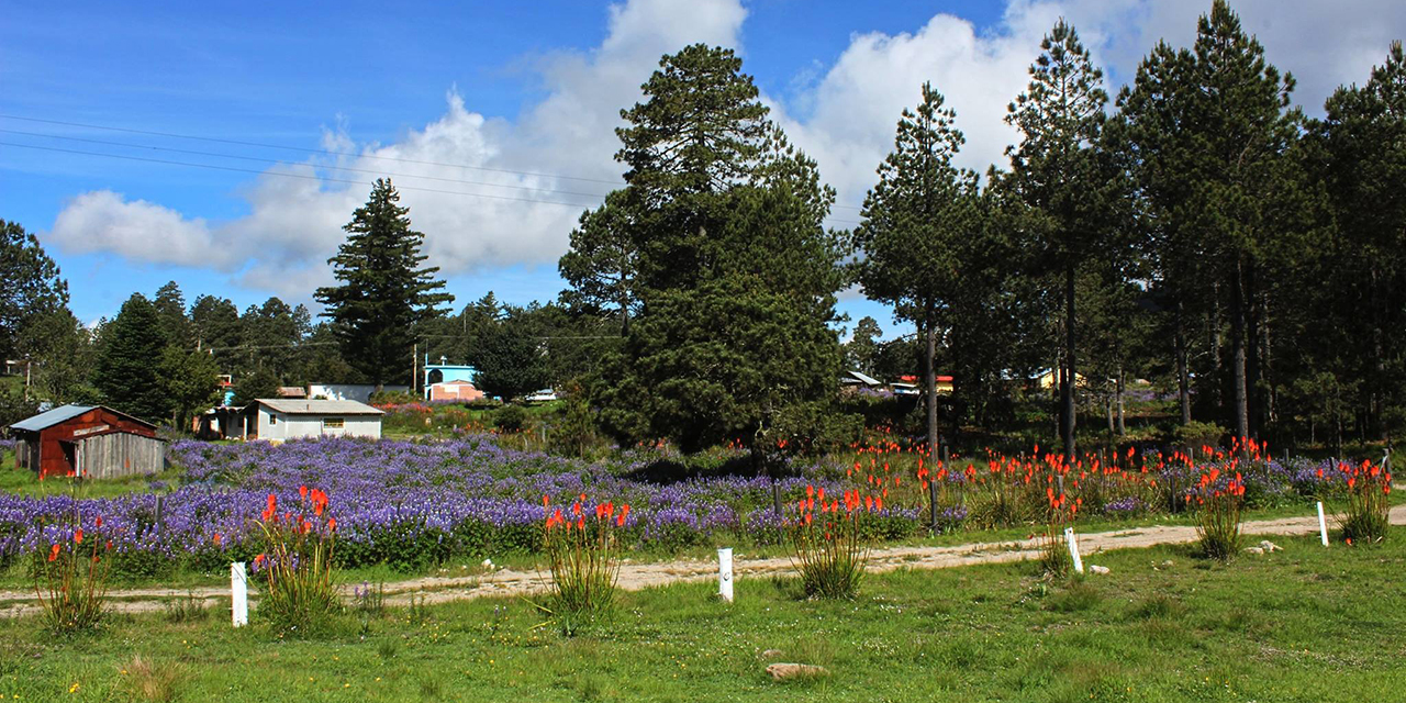 San Isidro Llano Grande, el lugar ideal para el ecoturismo