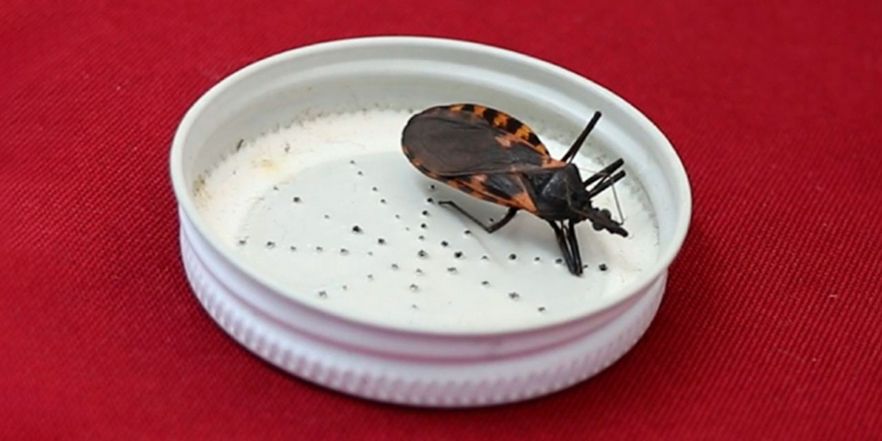 Foto: internet – ilustrativa // La enfermedad de chagas se transmite por contacto con la materia fecal de las chinches infectadas.