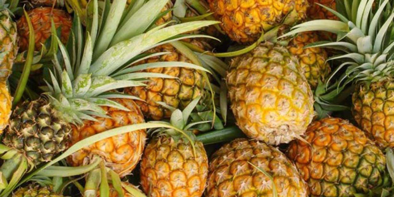 Foto: ilustrativa // La producción agrícola en Oaxaca, con productos como la papaya, piña o limón, es uno de los pilares de la economía exportadora de Oaxaca.