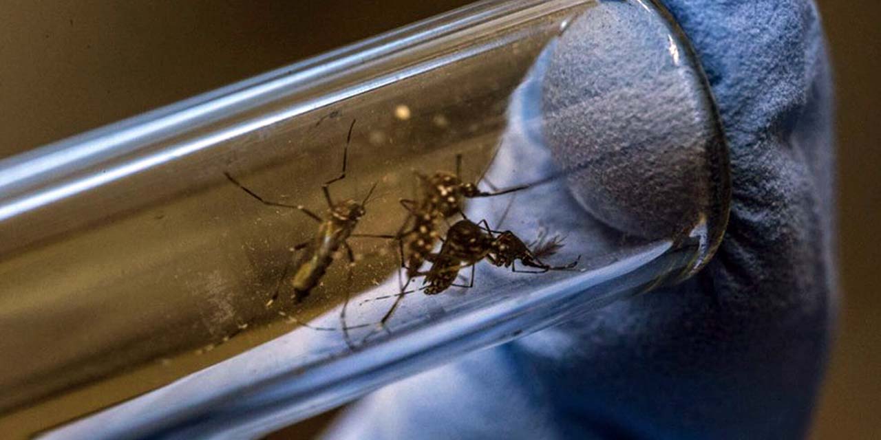 Foto: internet – ilustrativa // En los decesos por dengue, la entidad no reportó nuevos casos y se mantiene con 11 en lo que va del año.