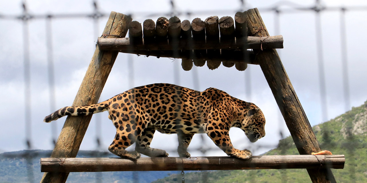 Perfilan a Oaxaca para el Banco Genético del Jaguar