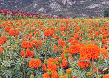 Foto: Gobierno de Oaxaca // La comunidad cuenta con 10 hectáreas de cultivo de flor de cempasúchil y de borla.