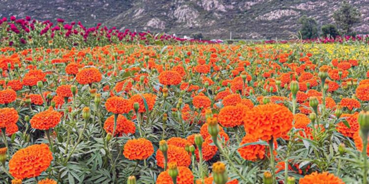 Foto: Gobierno de Oaxaca // La comunidad cuenta con 10 hectáreas de cultivo de flor de cempasúchil y de borla.