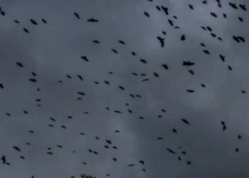 ¡Miles de aves atrapadas en el ojo del huracán ‘Milton’!