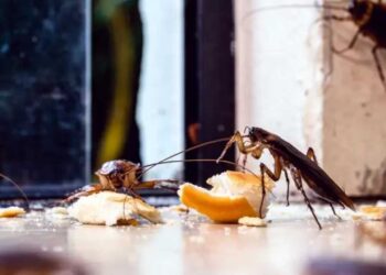 ¿Cómo eliminar las cucarachas de tu hogar?