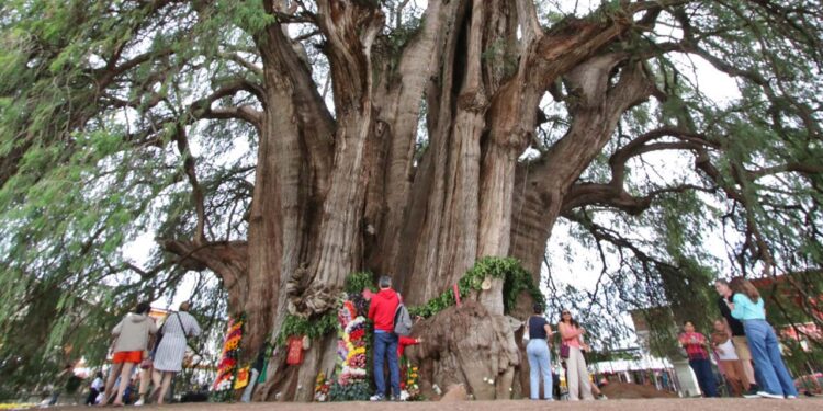 Fotos: Adrián Gaytán // El Ahuehuete, símbolo de Santa María del Tule, de Valles Centrales y de Oaxaca.